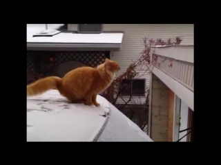 Неудачные прыжки котов