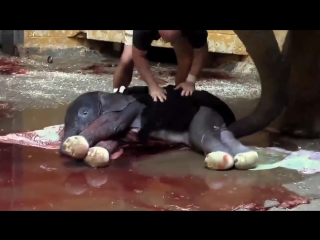 Рождение слоненка