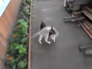 Собака загоняет домой кота