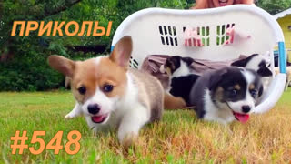 Приколы сентябрь 2019 №548