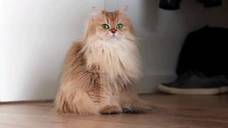 Приколы про котов