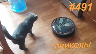 Приколы август 2019 №491